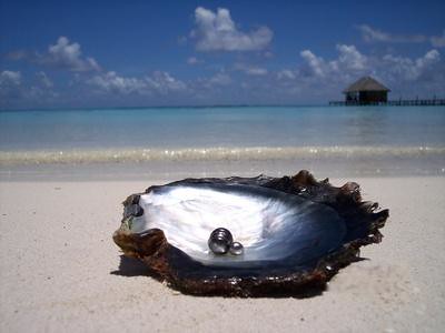 Transformer l'adversité en force : la leçon de l'huître et du coaching